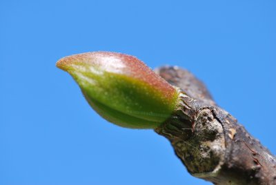 Gymnocladus dioica - nahovětvec dvoudomý - jarní pučení